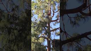 Trimming the big trees to minimize fire risk