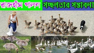 বাণিজ্যিকভাবে রাজহাঁস পালন করে লাভবান হওয়ার কৌশল / রাজহাঁস পালন পদ্ধতি / raj has palon