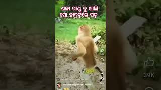 ଆରେ ଶଳା ନାଳୁଆ ପାଣ୍ଡୁ ତତେ ଆଜି ହାନିମି