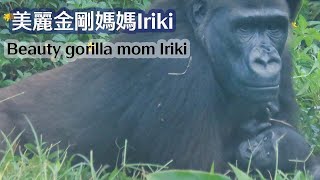 美麗金剛媽媽Iriki-Beauty gorilla mom Iriki