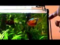 cinematic video of dwarf gourami trichogaster lalius