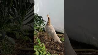 Female Peacock Sound? What Does the Peacock Say? #shorts