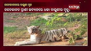 Bhubaneswar: White Tigress Bijaya Dies in Nandankanan || KalingaTV