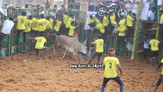 புதுக்கோட்டை மாவட்டம் காட்டுப்பட்டி  ஜல்லிக்கட்டு 2025 #jallikattupalamedu