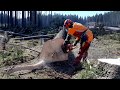 THE BEST WORLDWORK WITH HUSQVARNA 560XP Chainsaw!