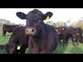 I Am Angus: Billingsley Angus Farm, Keithville, La.