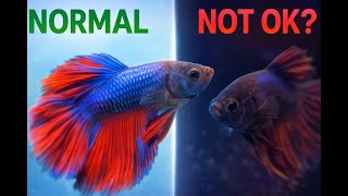 Normal vs Abnormal Betta Behavior (What’s OK and What Isn’t)