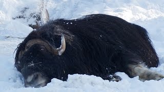 ZOO Liberec - Jan Kubánek - zimní otužilci