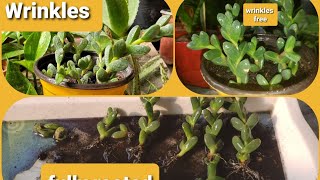 How to treat wrinkles of Succulents/Corpuscularia Lehmani propagation Updates