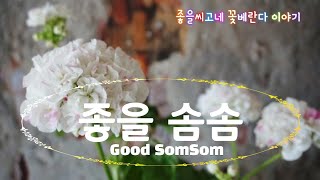 Pelargonium 꽃 소개 - 좋을 솜솜