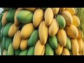 Harvesting more mangoes With New mango tree planting Methods # credit#H-nature