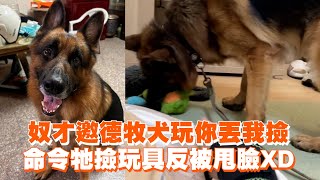 奴才邀德國牧羊犬玩你丟我撿　命令牠撿玩具反被甩臉XD｜寵物動物｜精選影片