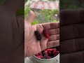 Tips Petik Buah Mulberry Manis