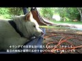 〖2022 夏休みフランス旅行10 10〗旅の終わりと寝る柴犬【環境音 4k】kaki maru the shiba inu