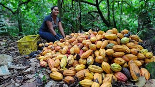 PLANTAR CACAU É UM BOM NEGÓCIO? 💰💵