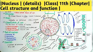 |Nucleus | (details)  |Class| 11th |Chapter| Cell structure and function |