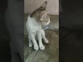 cat funny videos tamil 😺 funny cats kitten catlover ytviral trinding tamil shorts