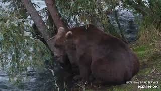 907 Saunters through the Riffles and Catches a 🐟 (explore.org RF/BF cams) 9.24.24