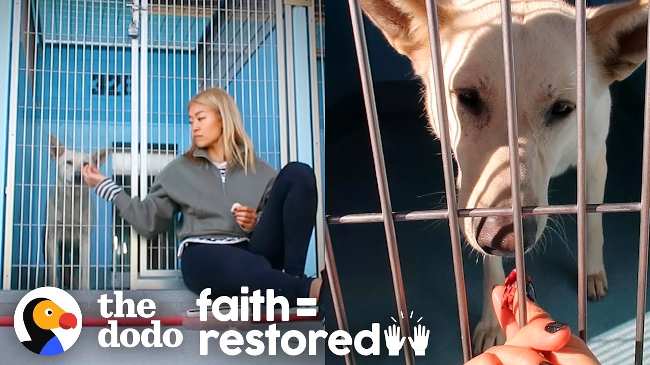 Scared Shelter Dog Is So Lucky She Met This Woman | The Dodo Faith ...