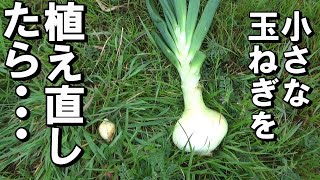 【自然農】小さな玉ねぎを植えなおしたら　こうなりました　 2023年4月7日【natural farming】