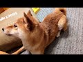 ミミズの香水を洗い流されて荒ぶる柴犬