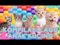 Kompilasi Lagu ANAK KUCING MEONG MEONG - Lagu anak Indonesia - Lagu anak terbaru