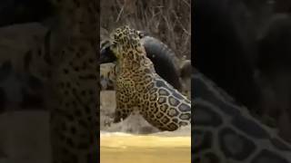 Leopard Vs Crocodile #shorts #shortsvideo #ytshorts