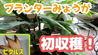 プランター栽培でみょうがの初収穫！みょうがのピクルス＆成長日記