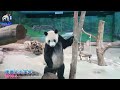 20160521團團的走秀美學就是萌 the giant panda tuan tuan