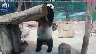 20160521團團的走秀美學就是萌 The Giant Panda Tuan Tuan