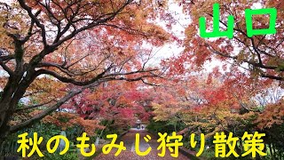 【山口】2021年もみじ狩り・山口を歩いてみた！【瑠璃光寺・人気スポット】