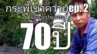 กระพี้เขาควาย#อายุ70ปี