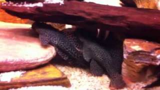 L114 Pleco arguing