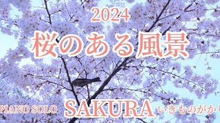 「SAKURA」をグランドピアノで弾きました♪〜2024年の桜とともに〜