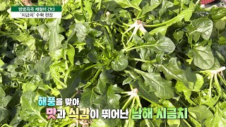 [방방콕콕 제철이 간다] 채소의 왕 ‘시금치’💚