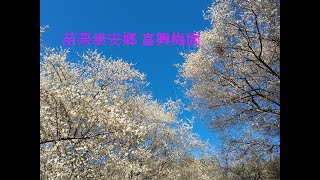 苗栗 泰安鄉 富興梅園 滿開