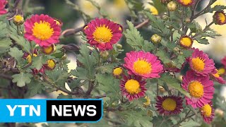 그윽한 국화 향기…'마산 가고파 국화축제' / YTN