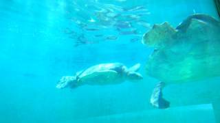 沖繩美麗海水族館沖縄美ら海水族館 海龜館 01