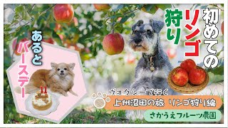 【上州沼田への旅・リンゴ狩り編】秋の味覚！初めてのリンゴ狩りでわんずも大喜び｜畑の中の無料ドッグランも【群馬県沼田市・さかうえフルーツ農園】