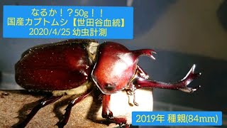 国産カブトムシ【世田谷血統】特大サイズ幼虫体重測定