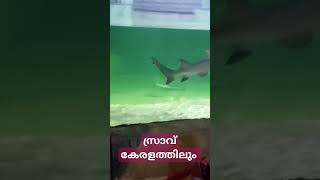 killer Shark 🦈 in Kerala