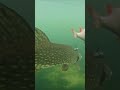 dead or alive baitfish pike react... pike fishing underwater