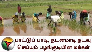 பாட்டுப் பாடி, நடனமாடி நடவு செய்யும் பழங்குடியின மக்கள்