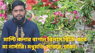 মাল্টি কলার বাগান বিলাস বিক্রি করে | মা নার্সারি | kawsar green farm