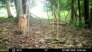 Curious Coyote