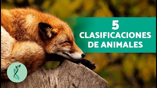 ¿Cuántos TIPOS de ANIMALES hay?🤔 (Características, clasificación y curiosidades)