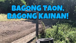 Tignan ang bagong kainan para sa ating Mommy Piggies! || Farm reorganization