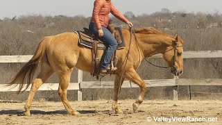 Golden Four Star - walk, trot, lope, stops! - ValleyViewRanch.net