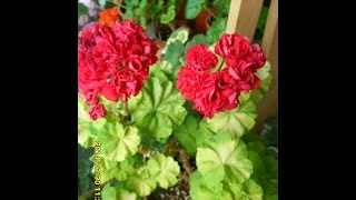 32.Rushmoor Golden Rosebud 2 러쉬무어 골든로즈버드 Pelargonium