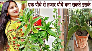 ऐसा पौधा जिसके एक पौधे से हजार पौधे बना सकते हो/Chain Plant Propagation And Care Tips/Hanging Plant/